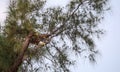 Flying Adult bald eagle Haliaeetus leucocephalus flies near his nest on Marco Island Royalty Free Stock Photo