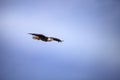 Flying Adult bald eagle Haliaeetus leucocephalus flies near his nest on Marco Island Royalty Free Stock Photo