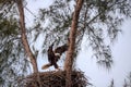 Flying Adult bald eagle Haliaeetus leucocephalus flies near his nest on Marco Island Royalty Free Stock Photo