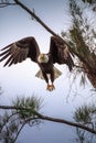 Flying Adult bald eagle Haliaeetus leucocephalus flies near his nest on Marco Island Royalty Free Stock Photo