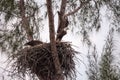 Flying Adult bald eagle Haliaeetus leucocephalus flies near his nest on Marco Island Royalty Free Stock Photo