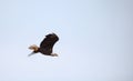 Flying Adult bald eagle Haliaeetus leucocephalus flies near his nest on Marco Island Royalty Free Stock Photo