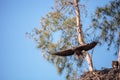 Flying Adult bald eagle Haliaeetus leucocephalus Royalty Free Stock Photo