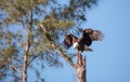 Flying Adult bald eagle Haliaeetus leucocephalus Royalty Free Stock Photo