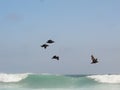 Flying African Black Oystercatchers over ocean