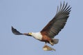 Flying African Fish Eagle with fish Royalty Free Stock Photo