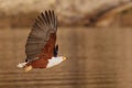 Flying African Fish Eagle over water