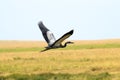 Flying african heron