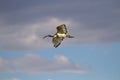 Flying African Sacred Ibis