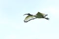 Flying african sacred ibis