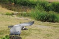 Flying african white-backed vulture Royalty Free Stock Photo