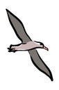 Flying Albatross Bird Illustration