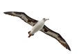 Flying albatross isolated on white kauai hawaii