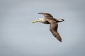 Flying albatross with open wings in the air in Galapagos Island