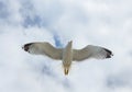 Flying alone closeup seagull Royalty Free Stock Photo