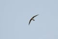 Flying alpine swift, Tachymarptis melba, with blue sky Royalty Free Stock Photo