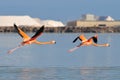 Flying American flamingos Phoenicopterus ruber ruber American Flamingo in the Rio Lagardos, Mexico