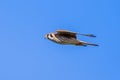 Flying American Kestrel Falco sparverius; blue sky background Royalty Free Stock Photo