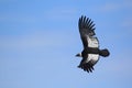 Flying andean condor Royalty Free Stock Photo