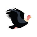 flying andean condor bird Royalty Free Stock Photo