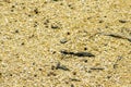 Flying ant alate resting on yellow sand Royalty Free Stock Photo