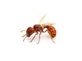 Flying ant isolated on white background. Pogonomyrmex badius, the Florida harvester ant. body arched side profile view with wings