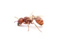 Flying ant isolated on white background. Pogonomyrmex badius, the Florida harvester ant. side profile view with wings