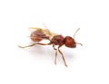 Flying ant isolated on white background. Pogonomyrmex badius, the Florida harvester ant. top front view with wings