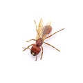 Flying ant isolated on white background. Pogonomyrmex badius, the Florida harvester ant. top front view with wings