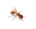 Flying ant isolated on white background. Pogonomyrmex badius, the Florida harvester ant. top side profile view with wings