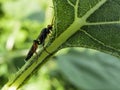 A flying ant is sitting on a green leaf macro Royalty Free Stock Photo