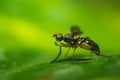 Flying Ant / flying termite close up Macro shot. Flying ant having water drops on its mouth - Odontomachus full side view . Ant