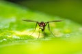 Flying Ant / flying termite close up Macro shot. Flying ant having water drops on its mouth - Odontomachus full side view . Ant