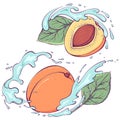 Flying apricots with water splash color Royalty Free Stock Photo