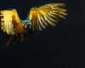 Flying Ara Royalty Free Stock Photo