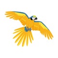 Flying Ara Parrot Flat Design Vector Illustration Royalty Free Stock Photo