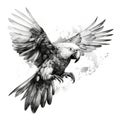 Flying Ara Parrot in Impressionistic Realistic Blackwork Style on White Background for Invitations and Posters. Royalty Free Stock Photo