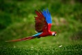 Flying Ara macao, Scarlet Macaw parrot, isolated on blurred green background. Royalty Free Stock Photo