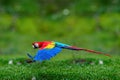 Flying ara parrot, isolated on blurred green background. Ara macao, Scarlet Macaw, Royalty Free Stock Photo