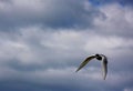 Flying Arctic Tern Royalty Free Stock Photo