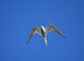 Flying arctic tern in Iceland. Sterna paradisaea Royalty Free Stock Photo