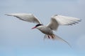 Flying arctic tern Sterna paradisae, Yokulsarlon Bay, Iceland Royalty Free Stock Photo