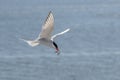 Flying arctic tern Sterna paradisaea with a fish in its beak over the blue sea, the elegant migration bird has the longest route