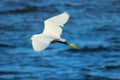 Flying art of herons