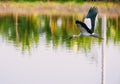 Flying Asian Openbill Royalty Free Stock Photo