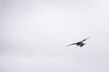 Flying atlantic puffin, Fratercula arctica