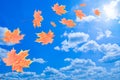 Flying autumn leaves against the blue sky Royalty Free Stock Photo