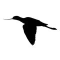 Flying Avocet Bird Silhouette Side View Isolated On White