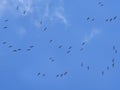 Flying away birds Royalty Free Stock Photo