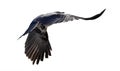 Flying away dark grey crow with large black wings Royalty Free Stock Photo